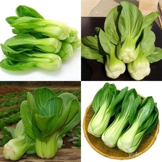 บอนสี เมล็ดพันธุ์ ผักเบบี้ฮ้องเต้  เมล็ด Pak Choi Seed บอนสีหายาก ต้นไม้มงคล พันธุ์ดอกไม้  ไม้ดอก ดอ