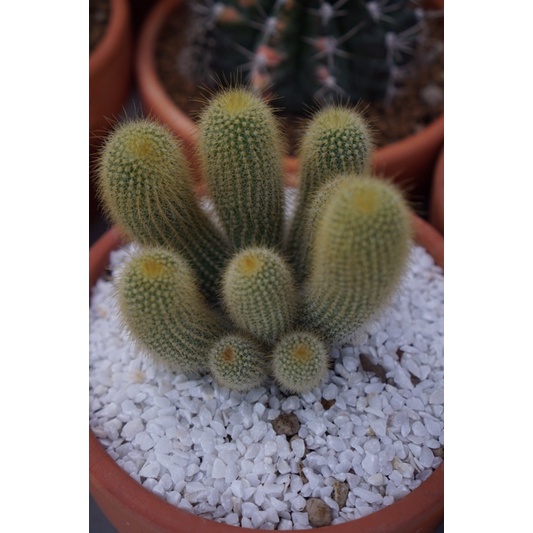 กระบองทอง กระถาง 2” Parodia leninghausii