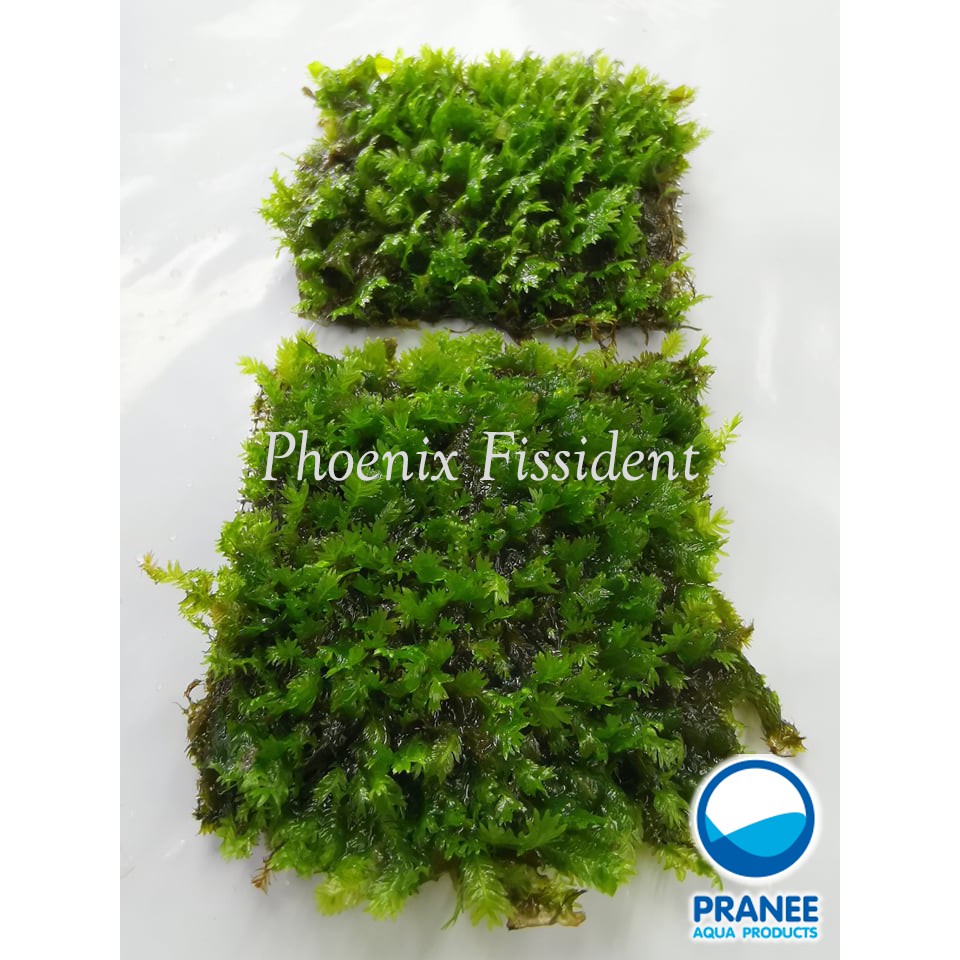 มอส ขนนกเล็ก Phoenix Fissident และมอสขนนกUS พันตะแกรงสเตนเลส ต้นไม้น้ำพร้อมปลูก