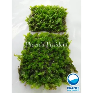 มอส ขนนกเล็ก Phoenix Fissident ต้นไม้น้ำใส่ตู้ปลา พันตะแกรงสเตนเลส ต้นไม้น้ำพร้อมปลูก