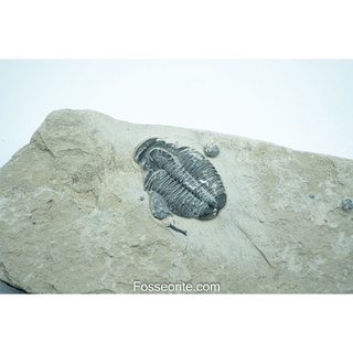 [อายุกว่า 505 ล้านปี!!!] #57 ฟอสซิล ไทรโลไบต์ Elrathia Kingi Trilobite ของแท้ ขนาดเล็ก บน Matrix จาก USA