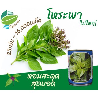 โหระพาใบใหญ่ ~16,000 เมล็ด (sweet basil)​