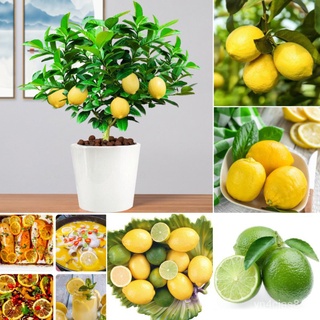 （อัตราการปลูกสูง）Ready Stock คุณภาพดี Lemon Seeds (20pcs) อุดมไปด้วยวิตามินซี Plants ต้นบอนไซ ต้นบอนไซ ต้นผลไม้ ต้นไม้ฟอ