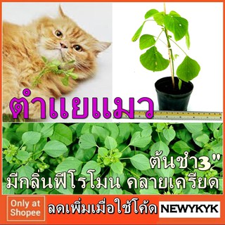 ตำแยแมว ตัวผู้ ต้นกล้า แมวชอบ คลายเครียด หรือ เรียก กัญชาแมว ของเล่นแมว แคทนิปไทย