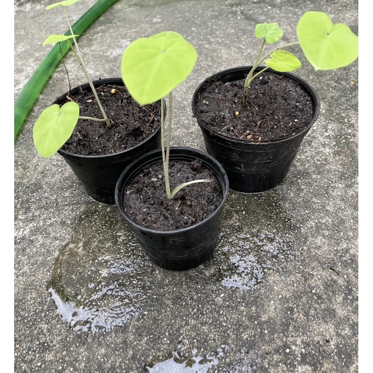 Colocasia​ red​eye​ gecko​