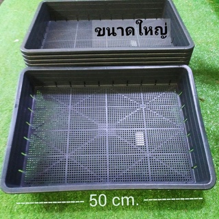 กะบะเพาะชำ มีรูระบายน้ำ ขนาดใหญ่