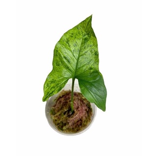 เงินไหลมาโมจิโต้ฮอลแลนด์ 2 ใบ ขึ้น (Syngonium Mojito Variegated Halland) 4 นิ้ว