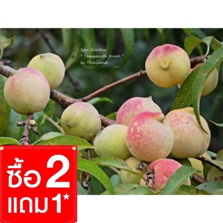 ต้นกล้าลูกท้อจีน พันธุ์ผลเล็ก 🌳 กล้าละ 150- ( กล้าเพาะเมล็ด) ซื้อ 2 แถม1☔️