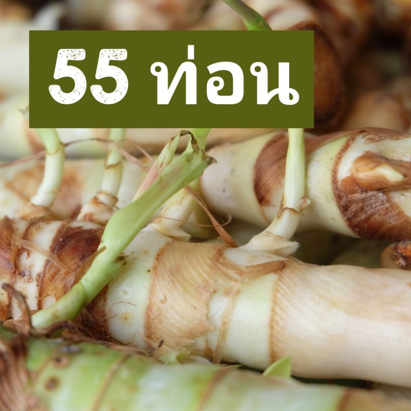 ท่อนพันธุ์หญ้าหวานอิสราเอล บรรจุ 55 ท่อน