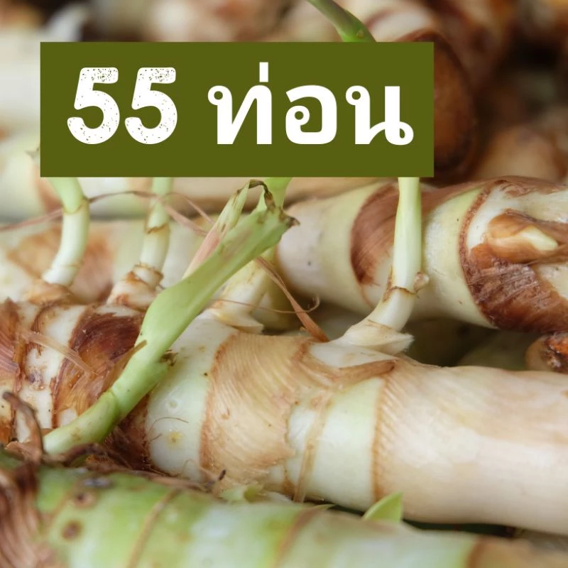 ท่อนพันธุ์หญ้าหวานอิสราเอล บรรจุ 55 ท่อน