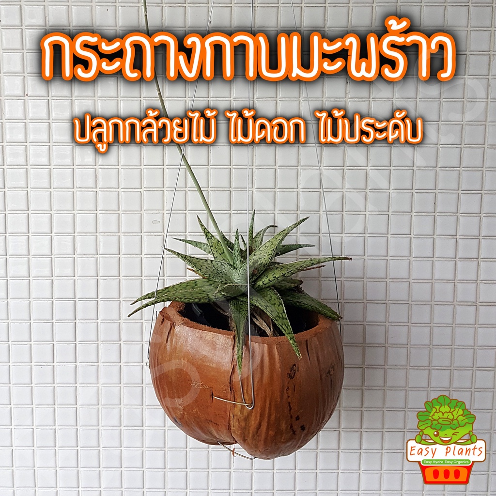 🥥 กระถางกาบมะพร้าว  ธรรมชาติ 100%  สำหรับปลูกกล้วยไม้ เฟิร์น และไม้แขวนประดับ