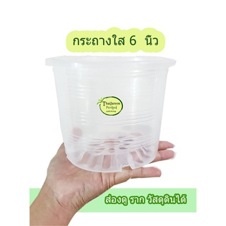 กระถางพลาสติก กระถางใส 6 นิ้ว ซื้อ 10 อัน แถม กาบมะพร้าวสับ