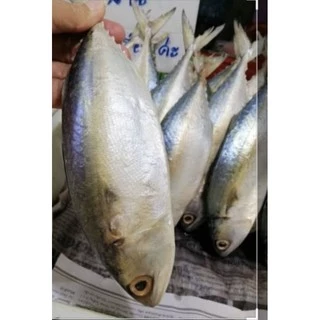 ปลาทูมัน(เค็มน้อย)size🐟5ตัวโล#หอมมันอร่อย #ของแท้ #อร่อยจริง #คอนเฟิร์ม #ลองเลย#ปลอดสาร