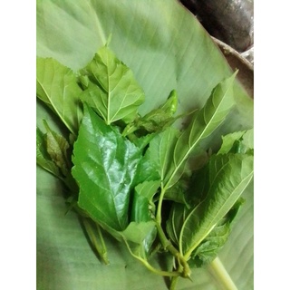 ยอดหม่อนอ่อนและใบหม่อนหม่อนอ่อนสดๆ50ใบ20บาท1ชุดใบหม่อนออแกนิค