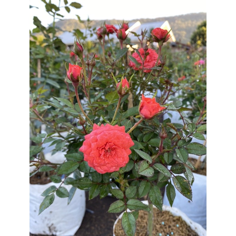 กุหลาบหนูหนูฮอลแลนด์ (สีส้ม) เลี้ยงง่ายชอบแดด