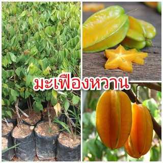 ต้นมะเฟืองหวาน ผลใหญ่ รสหวานฉ่ำ ต้นพันธุ์เสียบยอดสูง 40-50 ซม.ปลูกง่าย โตเร็ว 1 ปีติดผล รับประกันพันธุ์แท้ 100%