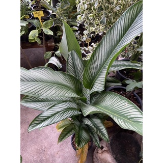 คล้าขุนแผนเรียกเงิน Calathea majestica H. Kenn. cv. Roseo-lineata ไม้ประดับ สูงประมาณ80cm กระถาง 7 นิ้ว (1ต้น/แพค)