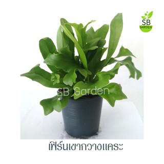 เฟิร์สเขากวางเเคระ ไม้ประดับ ไม้ฟอกอากาศ 65  บาท