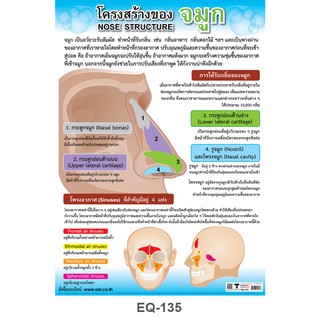 โปสเตอร์ โครงสร้างจมูก #EQ-135 โปสเตอร์กระดาษอาร์ตมัน สื่อการเรียนการสอน สื่อการเรียนรู้