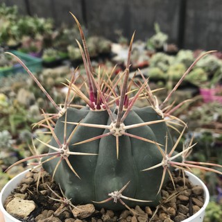 เมล็ดกระบองเพชร Ferocactus rectispinus (50 เมล็ด)