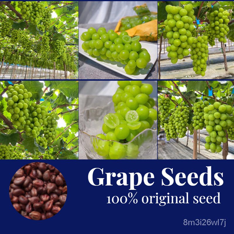 ถูก ใหม่ สายพันธุ์☘️☘️☘️Hot Sale ของแท้100% Grape Seeds 30เมล็ด/ห่อ   ต้นบอนสี เมล็ดบอนสี ต้นบอลสีแปลกๆ หัวบอนสีชายชล GG