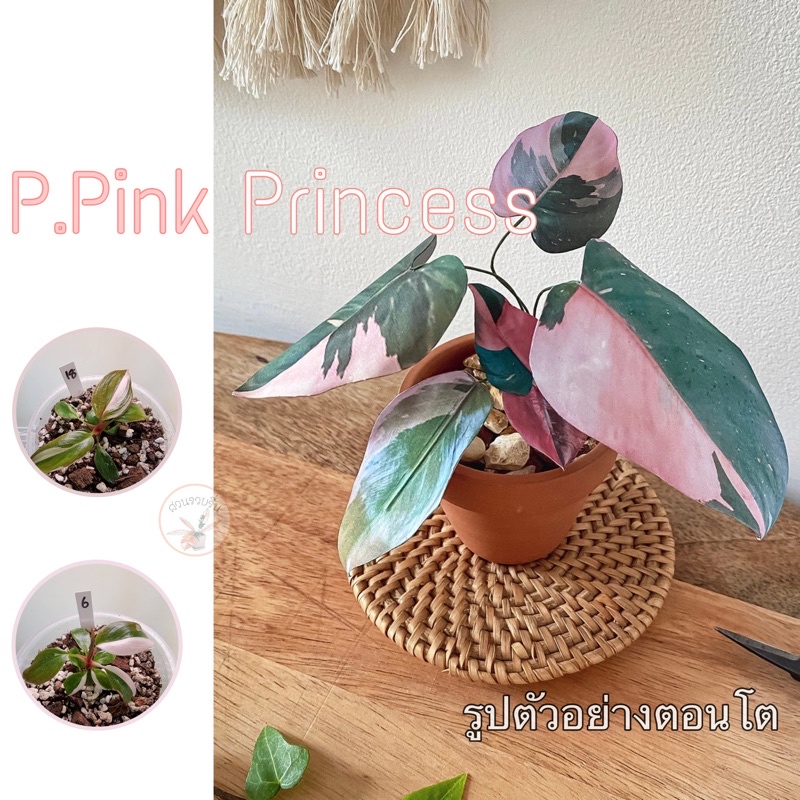 พิ้งค์พริ้นเซส Philodendron Pink Princess ไม้ใบสวยงาม