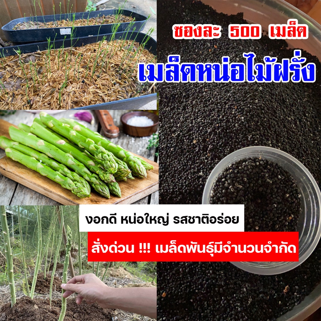 เมล็ดพันธ์ุ หน่อไม้ฝรั่งพันธุ์บร็อคอินพรูฟ 500 เมล็ด Asparagus Brock's Improved หน่อไม้ฝรั่ง