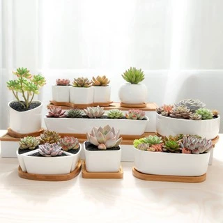Plants Center T205 กระถางต้นไม้เซรามิกขาวทรงสี่เหลี่ย มีถาดรองไม้ ขนาด เป็นเซรามิกเคลือบเงา