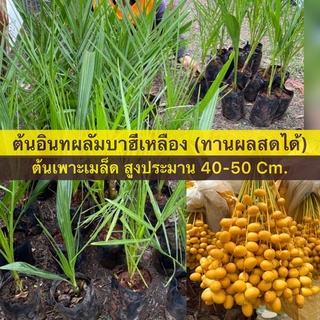 ต้นอินทผาลัมบาฮีเหลือง ต้นเพาะเมล็ด ต้นขนาด 40-50 cm. ทานผลสดได้