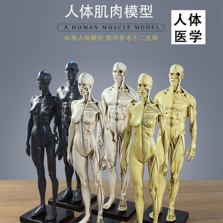 โมเดลหุ่นอนาโตมี่ Muscle and Bone Anatomy Human Body Structure Art Model Whole Body CGPainting Sculpture Teaching Chest