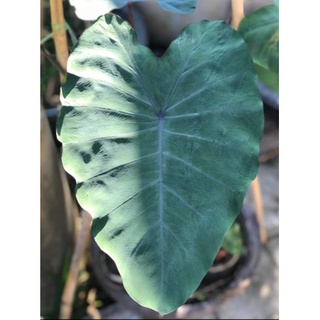 HK Garden Colocasia Crocodile Leather เเท้100% ลูกบอนจรเข้ บอนหนังจระเข้ ต้นเเข็งเเรงรากทะลุกระถาง