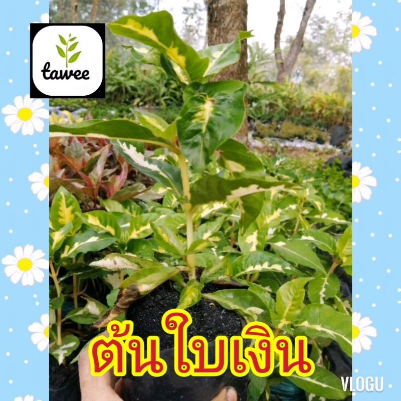 ต้นไม้​มงคล​ ต้น​ใบเงิน​ ต้น​สาม​กษัตริย์​ ต้น​ใบ​ทอง​ ต้นนาค​ ถุง​ช​ำ​4​นิ้ว​