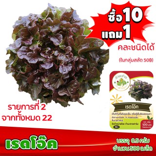 [10แถม1 มีคู่มือ] เมล็ดพันธุ์ เรดโอ๊ค Red Oak  ประมาณ 500 เมล็ด (0.5กรัม) เมล็ดพันธุ์ ผักสลัด ทำมะชาดฟาร์ม