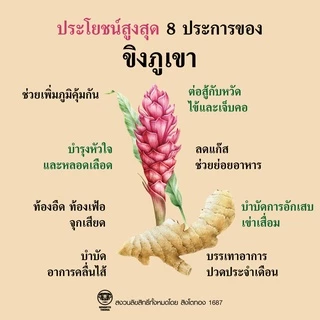 ขิงผงสกัด ออแกนิค ขิงภูเขาสิงโตทอง สกัดสดจากไร่ ไม่มีตะกอน หอมเข้มข้นสรรพคุณสูงกว่าขิงทั่วไป ไม่ผสมน้ำตาล ขนาด 200 กรัม