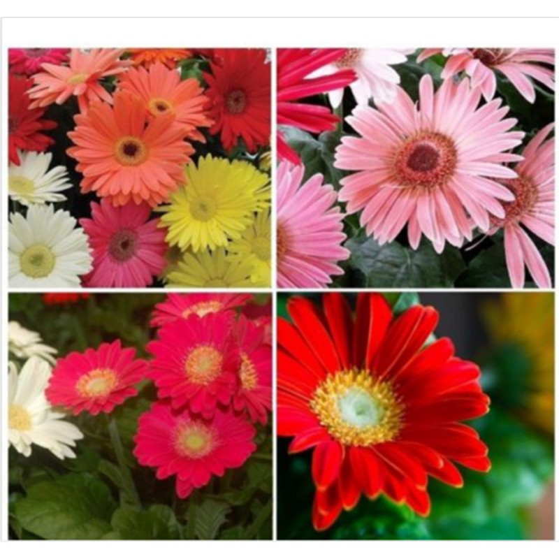 ขายส่ง เมล็ดพันธุ์เยอบีร่า คละสี Gerbera ดอกเยอบีร่า รูปที่ 3