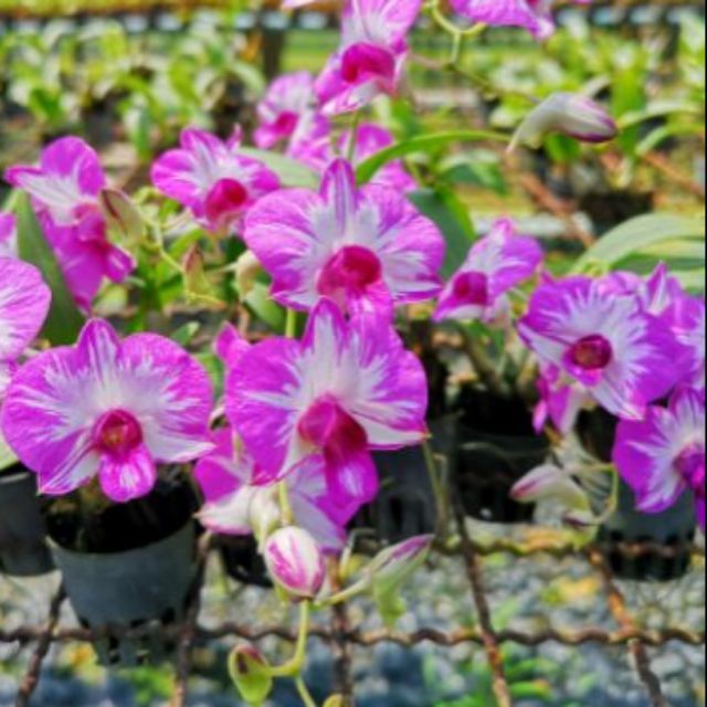 กล้วยไม้หวายเเคระมิกกี้เม้าส์ Dendrobium Mickey Mouse(compact)