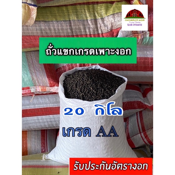 ถั่วแขกเพาะงอก ไทย/พม่า กระสอบ 20 กิโล