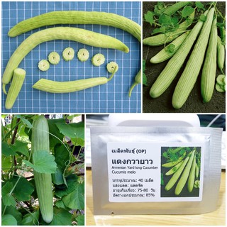 เมล็ดพันธุ์ แตงกวายาว แตงกวายักษ์ อาเมเนียน (Armenian Yard long Cucumber Seed) บรรจุ 40 เมล็ด คุณภาพดี ของแท้ 100%