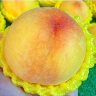 ลูกพีชสดนำเข้า (1) PEACH 桃もも (CHN) ~ลดพิเศษ~ พรีเมี่ยม Premium ! (ลูกท้อสด ผลไม้ลูกพีชนอก ขายส่ง ราคาส่ง)