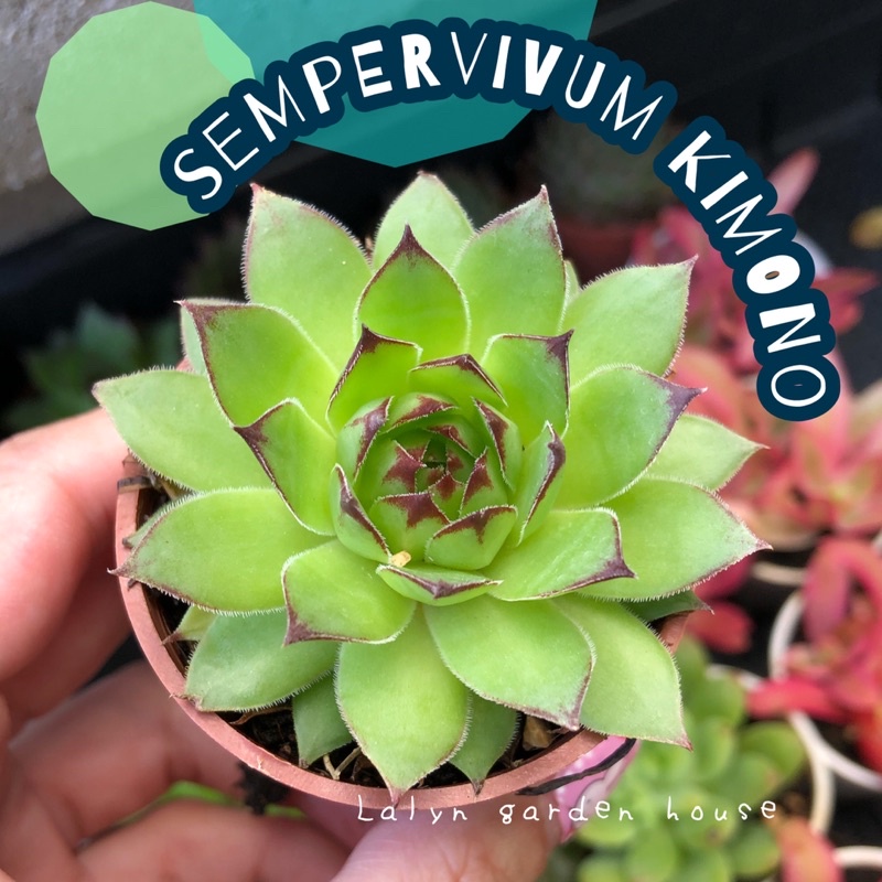 🌱🌹 sempervivum kimono กุหลาบหินกลีบกระทงสวยๆ 🌹 ขนาดกอ 5 cm ป็นไม้ที่มีกลีบดอกที่เป็นเอกลักษณ์ สวยน่า