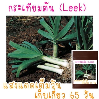 เมล็ดพันธุ์ กระเทียมกินต้น(ไม่ใช่ต้นหอมญี่ปุ่น) 30เมล็ด