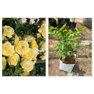 กุหลาบ yellow meilove rose