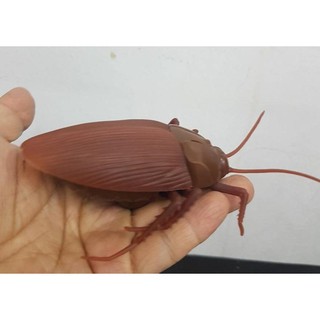 Giant Roach Radio Control แมลงสาบยักษ์ บังคับด้วยวิทยุ รีโมท เคลื่อนที่ได้เหมือนจริง บังคับเลี้ยวซ้ายขวา มีเสียง พร้อมปี