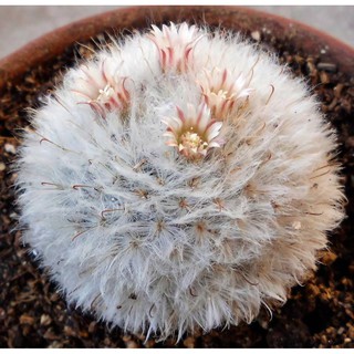 เมล็ดแมมขนแกะ ดอกชมพูอ่อน ขนแน่ๆ (Mammillaria Bocasana Multilanata) 10 เมล็ด