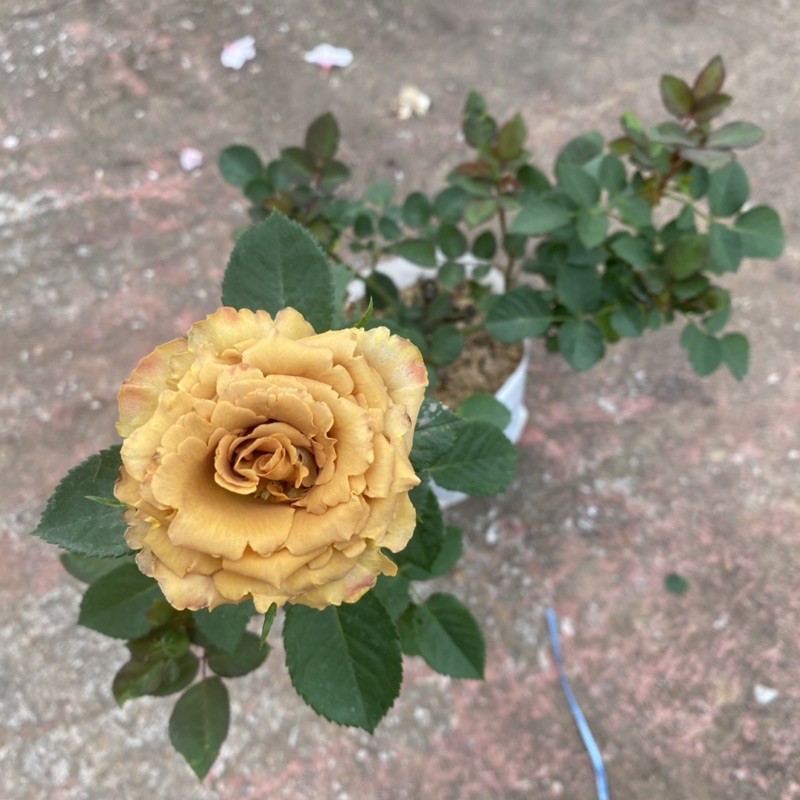 กุหลาบ 🌹  Toffee Rose ทอฟฟี่โรส ดอกสีน้ำตาลเข้ม (ส่งติดดอก )แบบถุง - รูปที่ 2