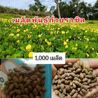 เมล็ดพันธุ์ถั่วบราซิล 1,000 เมล็ด จัดสวนหย่อม ตกแต่งสนามหญ้า พืชคลุมดิน