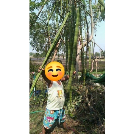 เมล็ดพันธุ์มะรุมอินเดีย(มะรุมยักษ์)