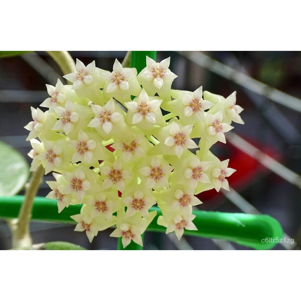 เมล็ดพืชคุณภาพสูง 20 เมล็ดพันธุ์ โฮย่า กล้วยไม้โฮย่า สกุลนมตำเลีย (Hoya) มีดอกหอม ให้ดอกตลอดปี ชอบแสงแดดครึ่งวัน อากาศถ่