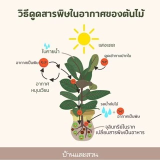 🌲ต้นมอนสเตอร่า"Monstera"ต้นใหญ่ สูง75-85+ซม.พร้อมกระถาง+จานรอง+เม็ดPopper+ขาตั้ง