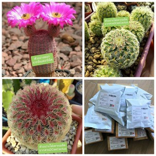 (ราคาส่ง) เมล็ดเรนโบว์ 1000s (Echinocereus rigidissimus)